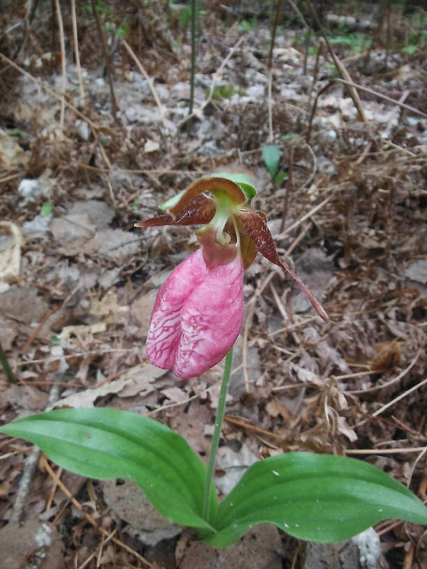 Pink lady's slipper orchid near the Rifle River