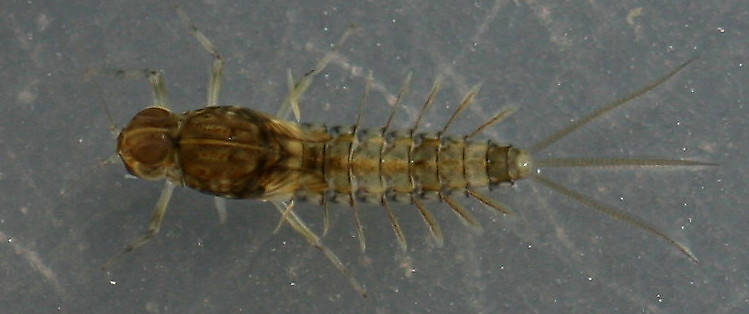 Male 3.5 mm, excluding cerci.