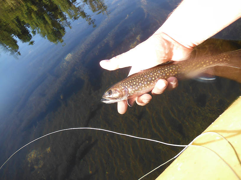 Biggest brookie I've seen in a while!