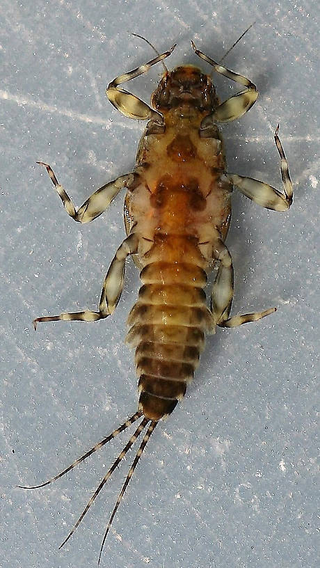 Female. In alcohol. Ventral view.