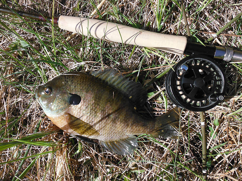 Colorful bluegill, almost all sunnies were 7-9"