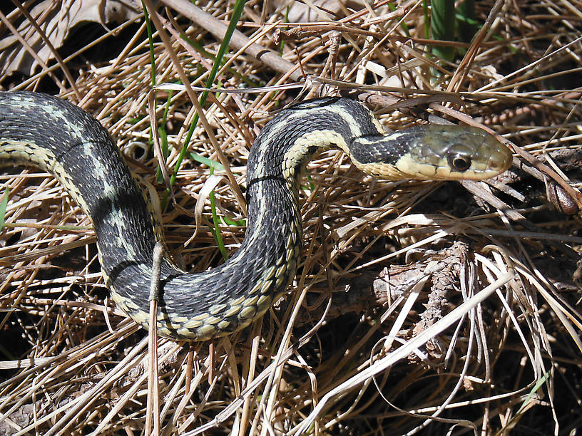 Watch out or I'll pop you one, buddy!  Eastern garter in striking pose