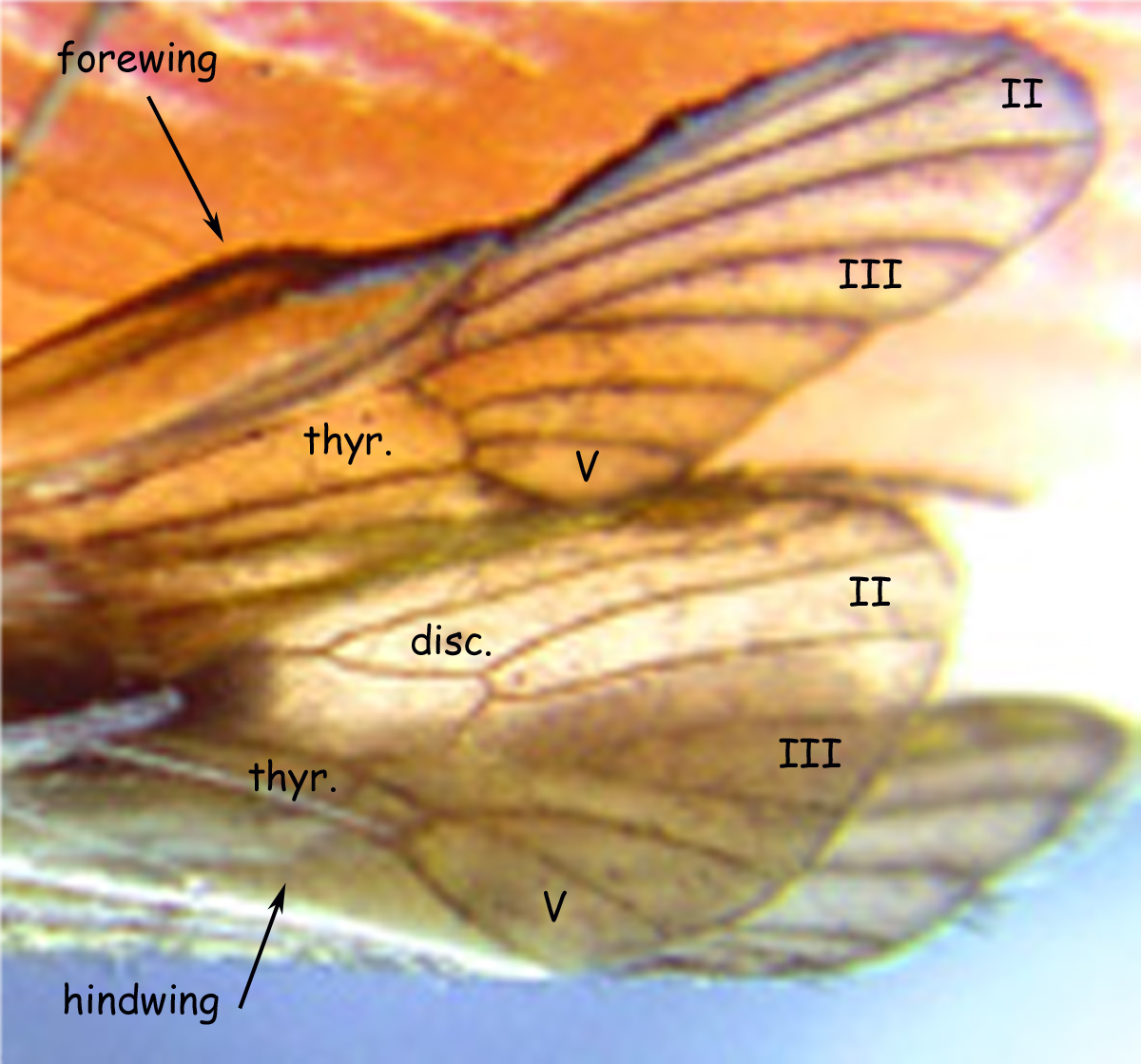 Portion of probable Apatania wings