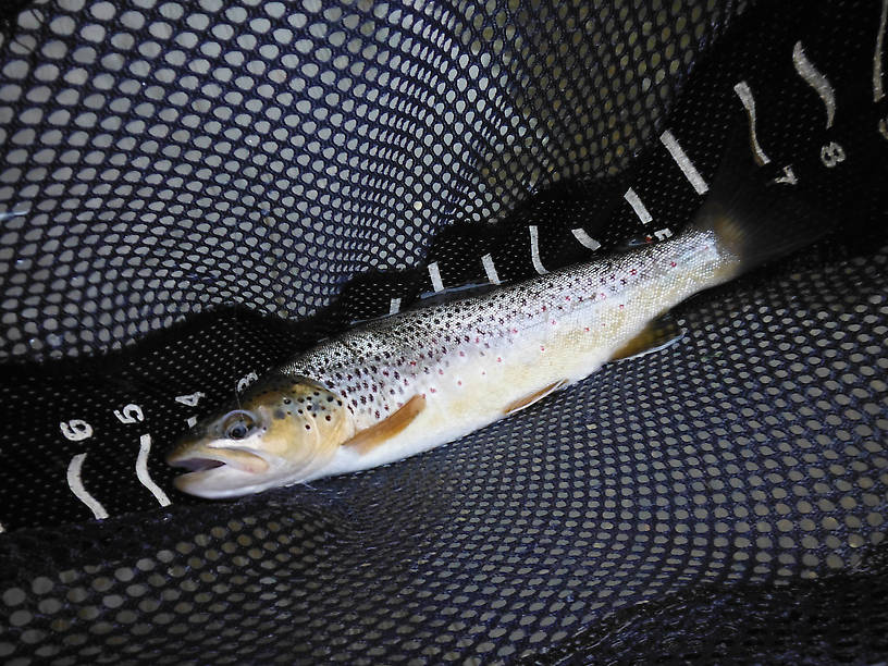 Did catch a few trout for my troubles, thank goodness...on a #12 Royal Wulff