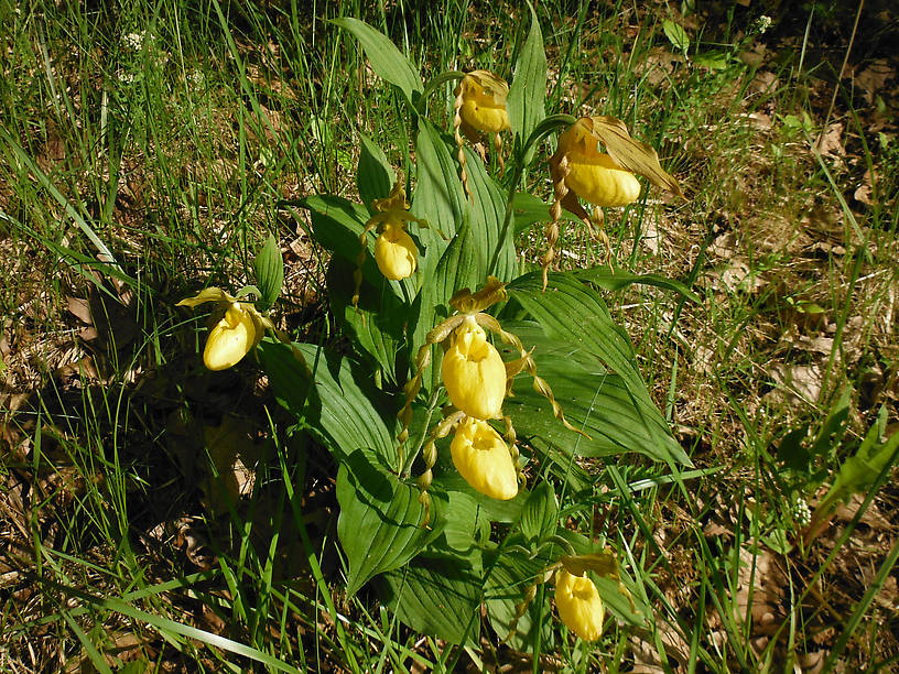 Nice clump of yellow lady's slippers on the way to the Rifle