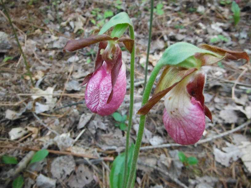 Pink lady's slippers by the Rifle