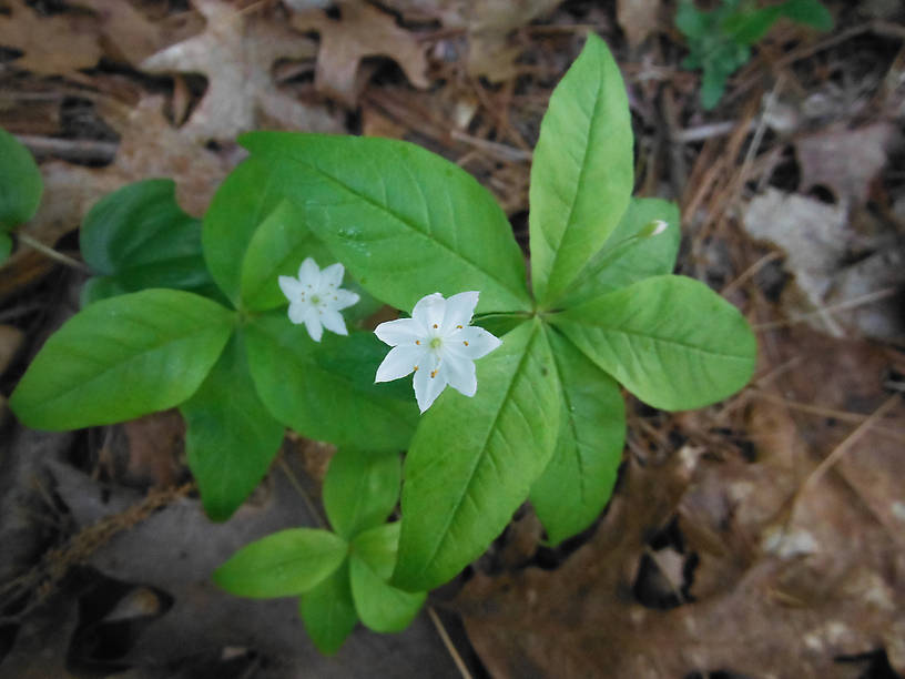 Starflower by the Rifle