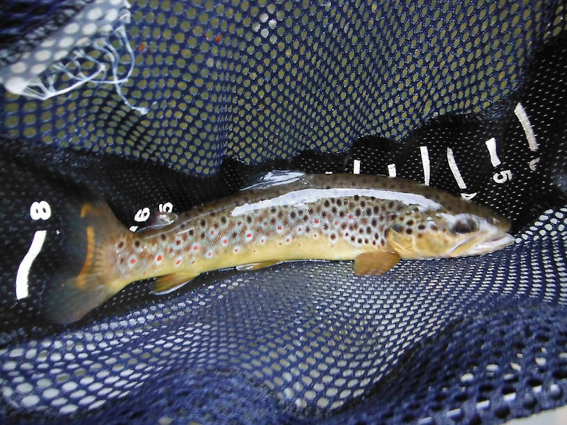 Rifle River browns are always so pretty