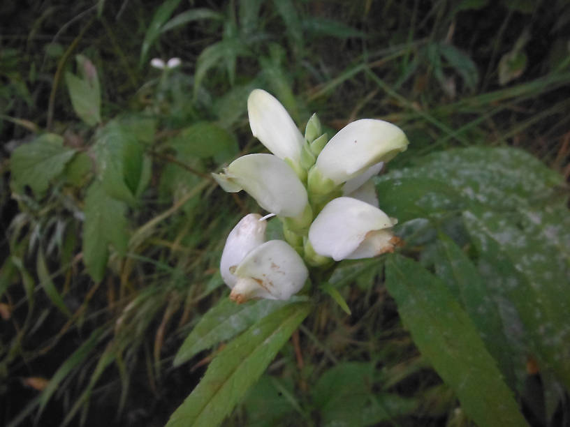 Turtlehead (Chelone glabra) on the banks of the Rifle