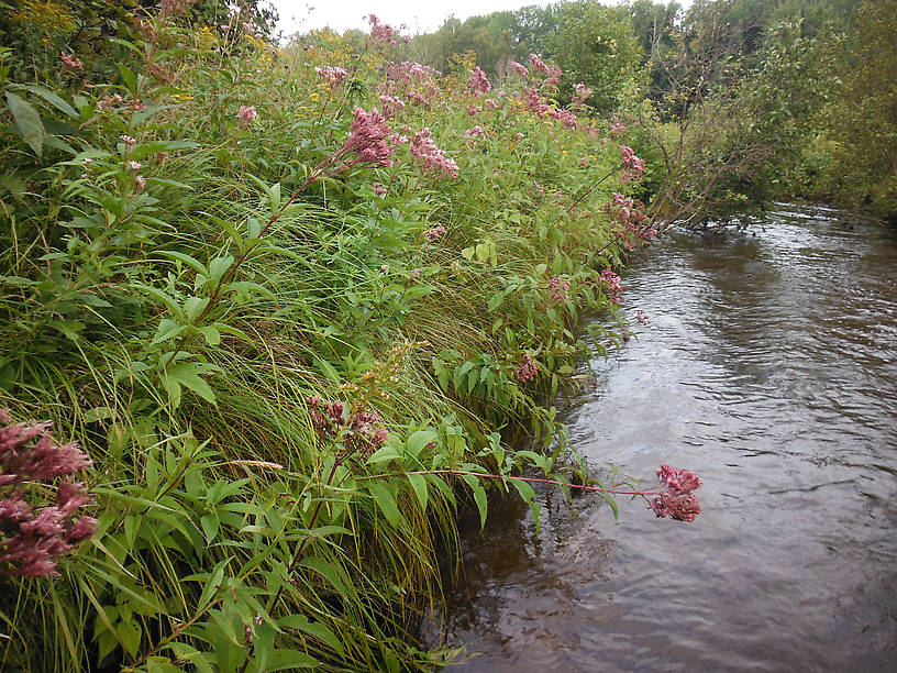 Again, this isn't 9-footer water, pull out that little 3-weight...Joe-pye-weed just past its prime