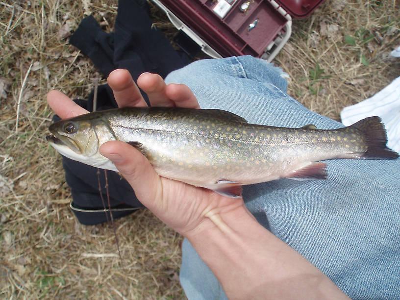 a brown i caught on a rapala jointed.