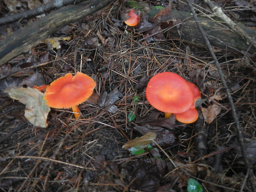 Yet more orange mushrooms