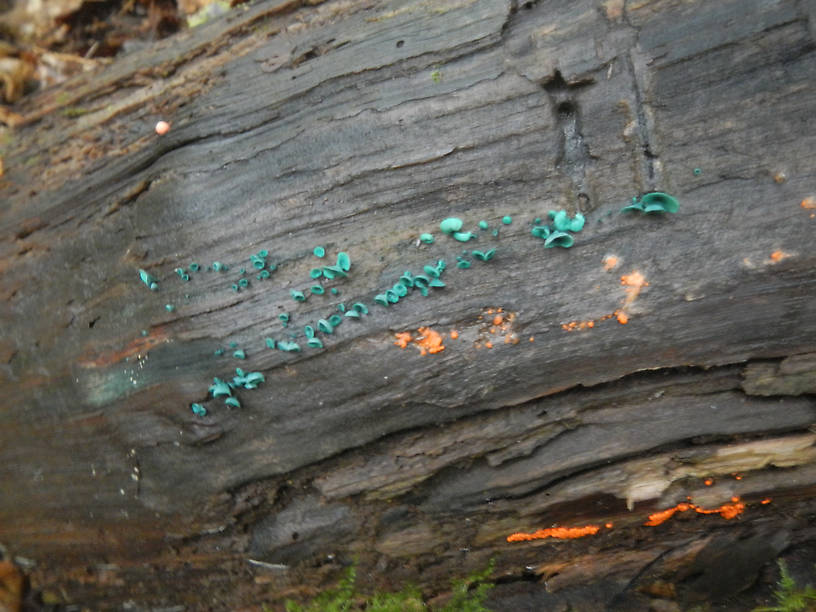 How about a tiny green one?  Chlorociboria aruginascens (sp.?), a remarkable fungus that stains wood blue, and you rarely see it fruiting like this!