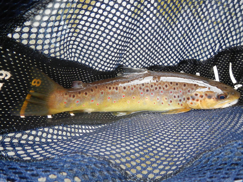 Last Friday on an elkhair caddis, this guy was up in shallow water where I later spooked up three suckers - was he following them picking up their leftovers?