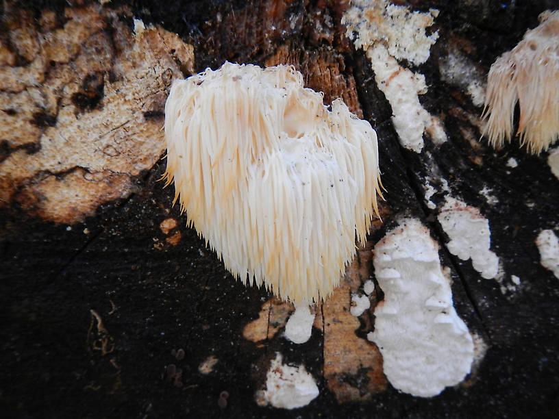 A log growing a beard??  Hedgehog fungus, Hericium erinaceus