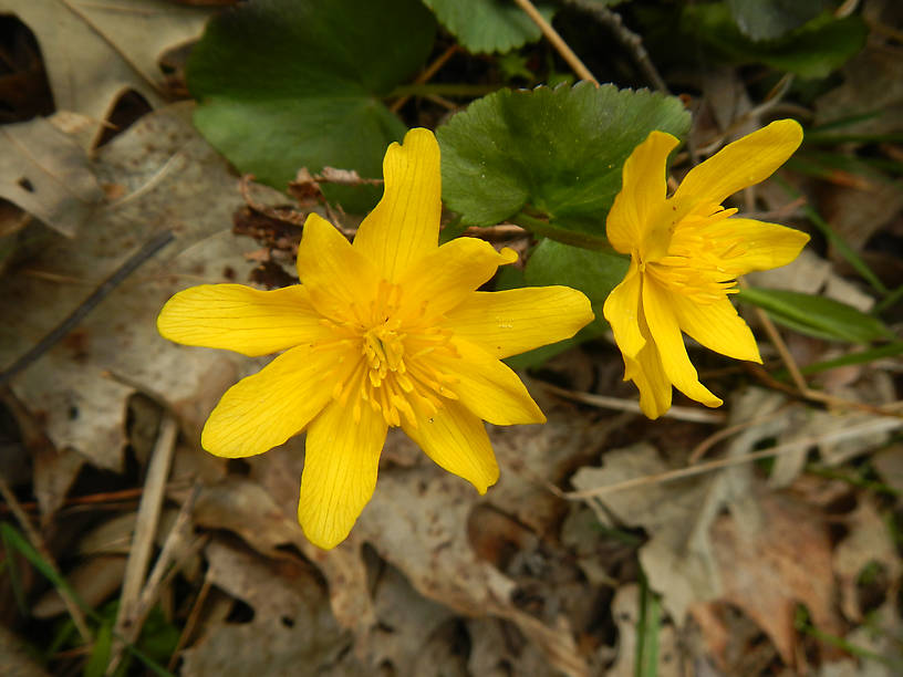 "Double-flowered" marsh marigolds (Caltha palustris) - should I cultivate this??