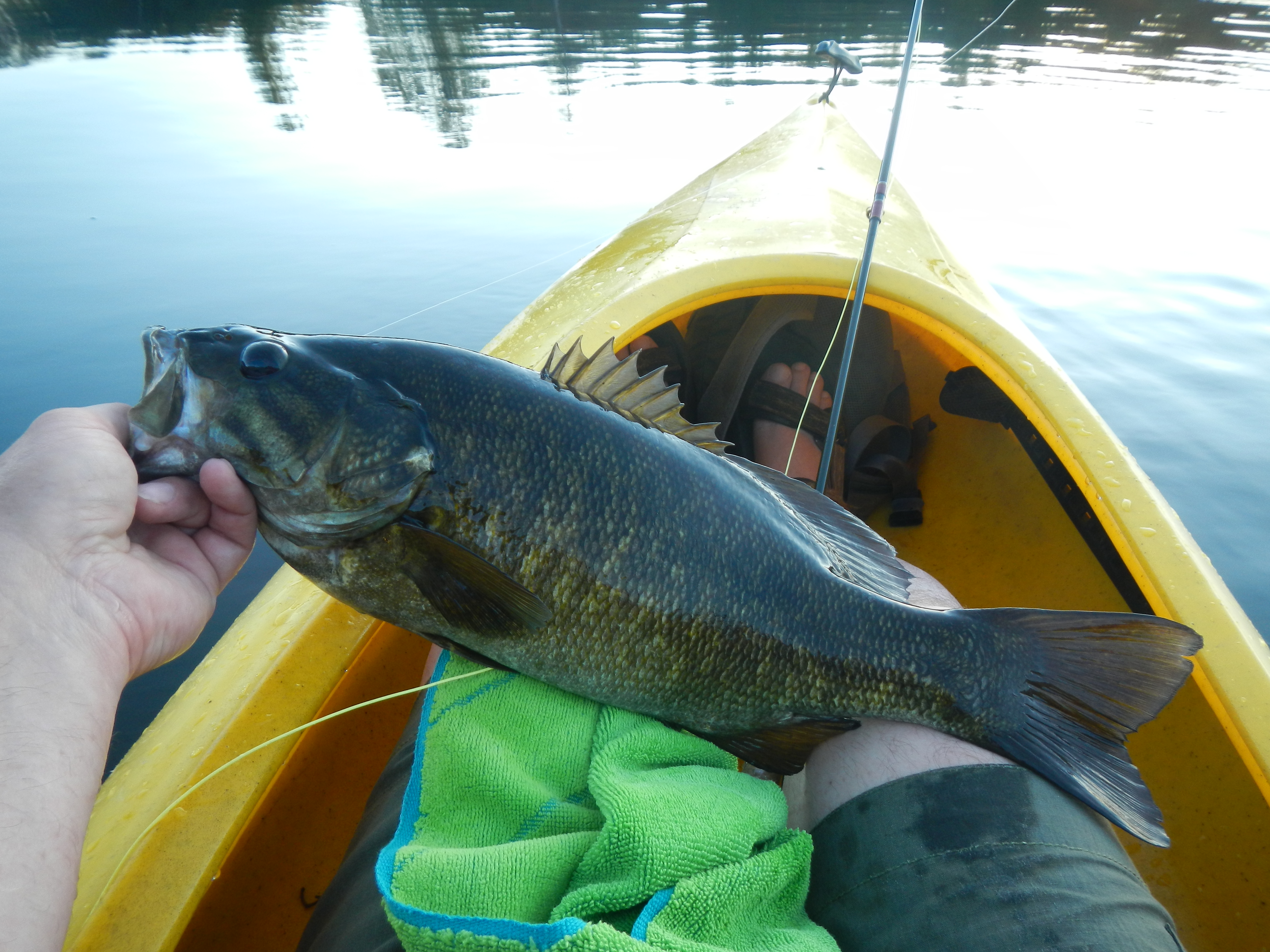 20 inches of smallmouth bass, my biggest ever!