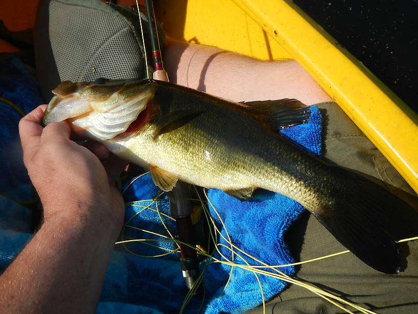 Success at last!  Nice fat 16-er from the Marsh, in a deeper back channel on a #10 KBF