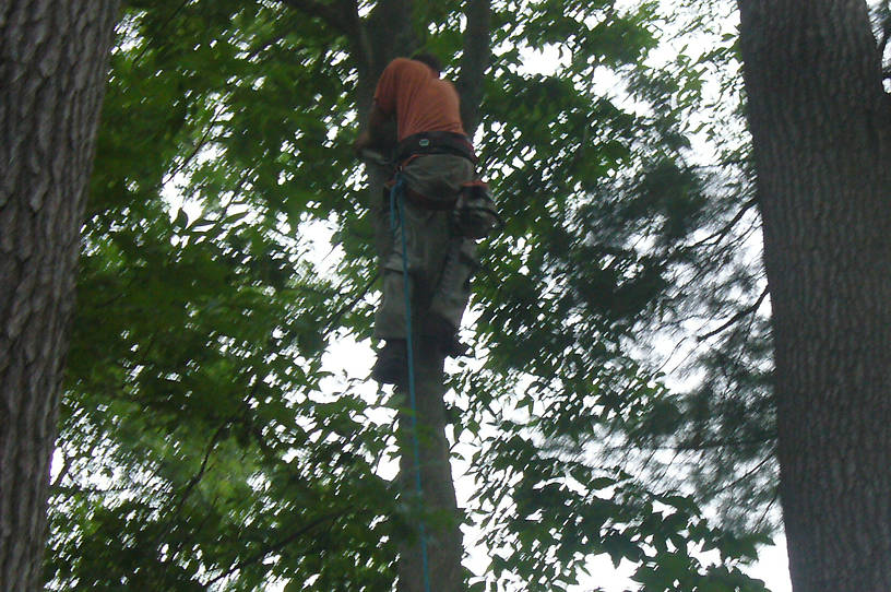 Trimming another tree