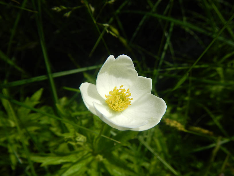 First Canada anemone blossom of the year, down by the bass pond