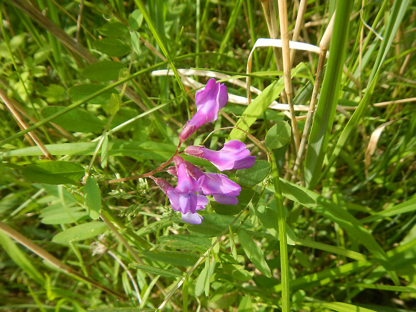 This beautiful little vetch species was blooming there too