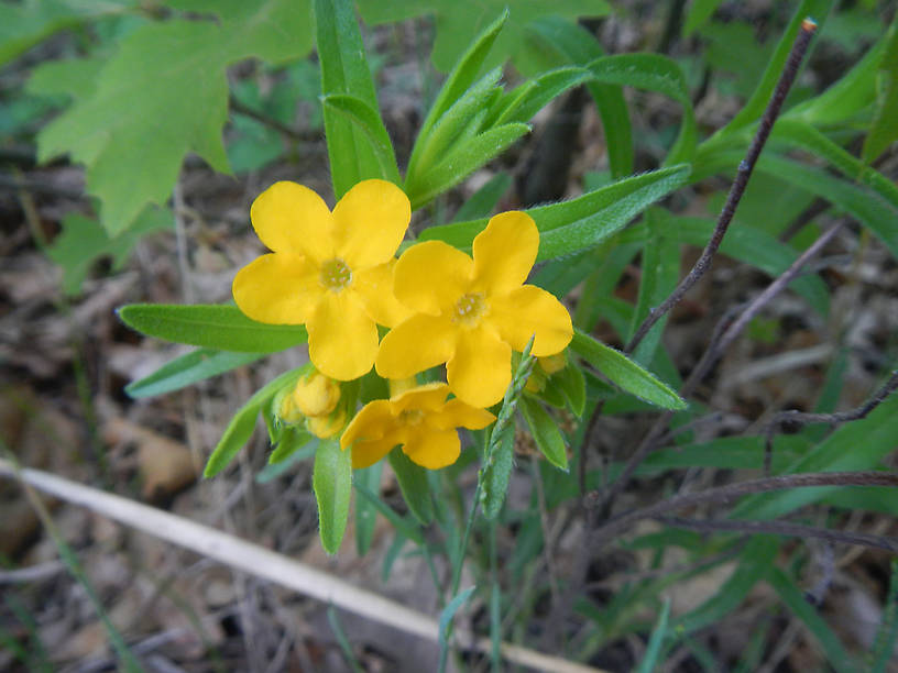 Hoary puccoon (Lithospermum canescens) on a backroad in the Huron NF...