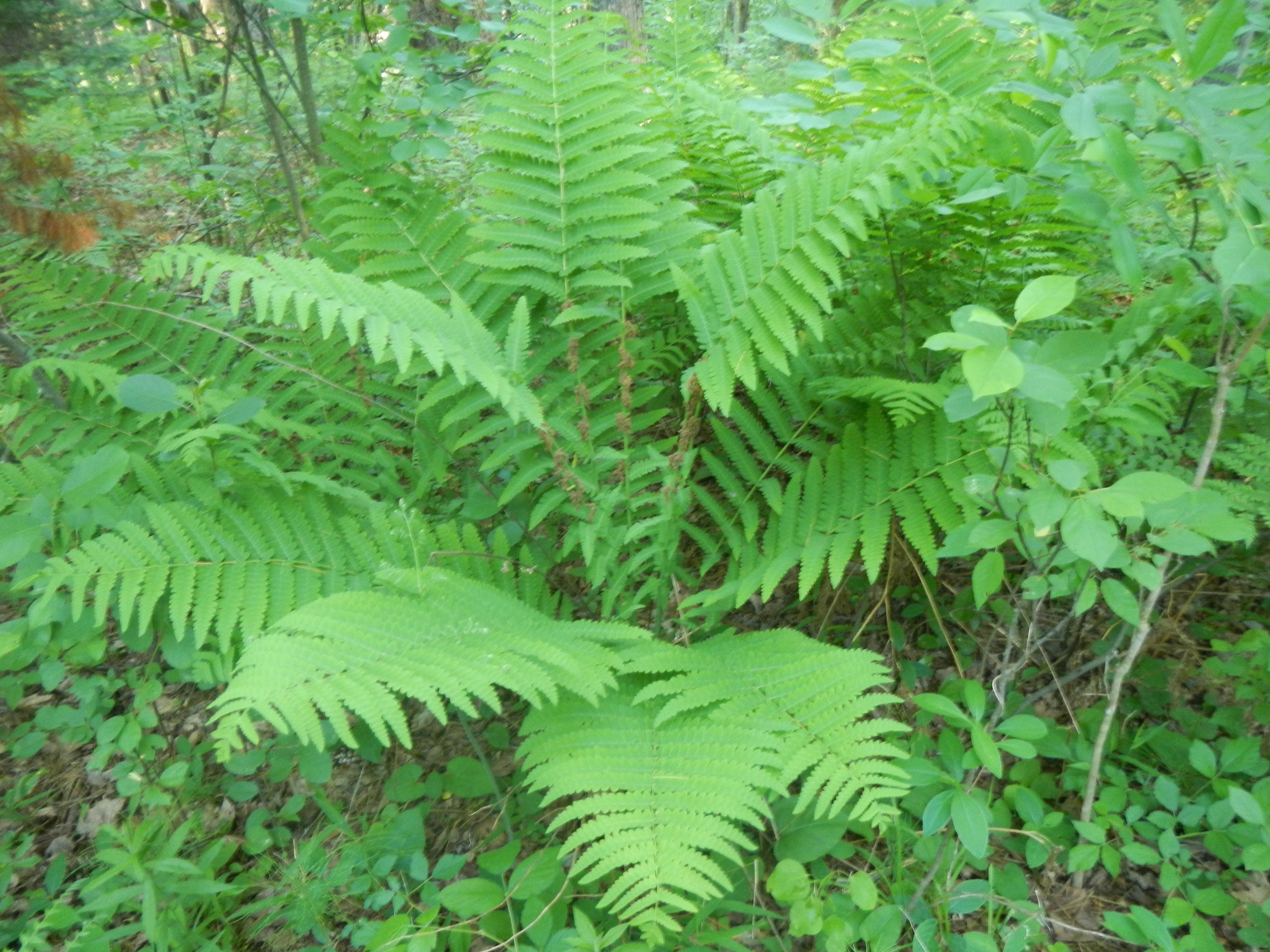 Interrupted fern, Osmunda claytoniana - the brown things in the middle of the fronds are fertile pinnules where spores are produced