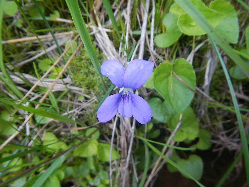 Marsh blue violet, Viola cucullata, the last violet of the season to bloom