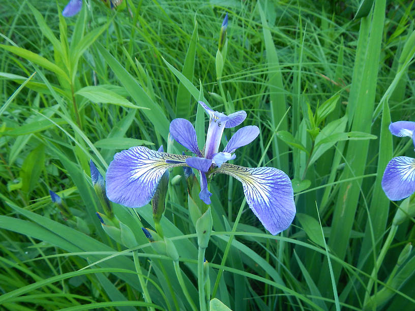 Iris versicolor, northern blue flag