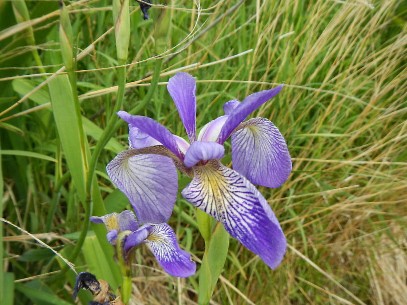 Irises are in full bloom everywhere now