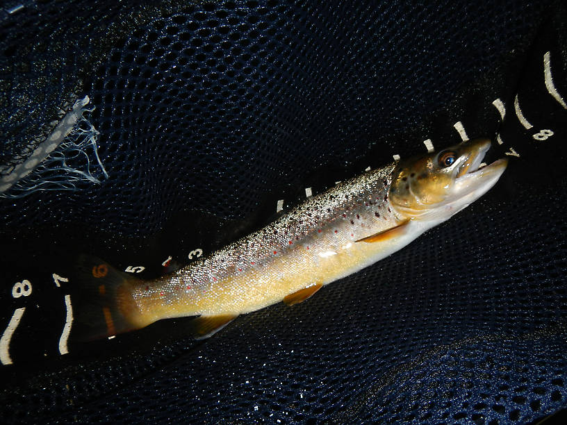 Beautiful Rifle River brown, biggest of a bunch