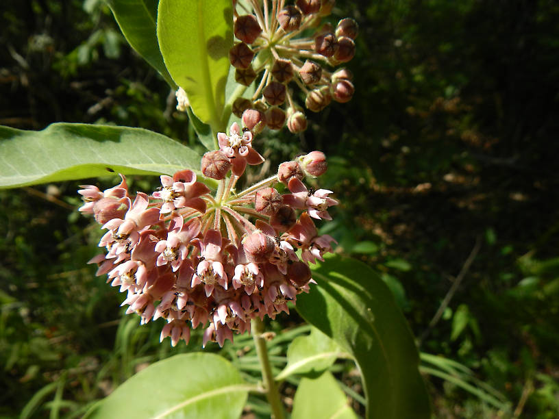 Monarch food, common milkweed - and I saw several monarchs in the vicinity, a good sign!