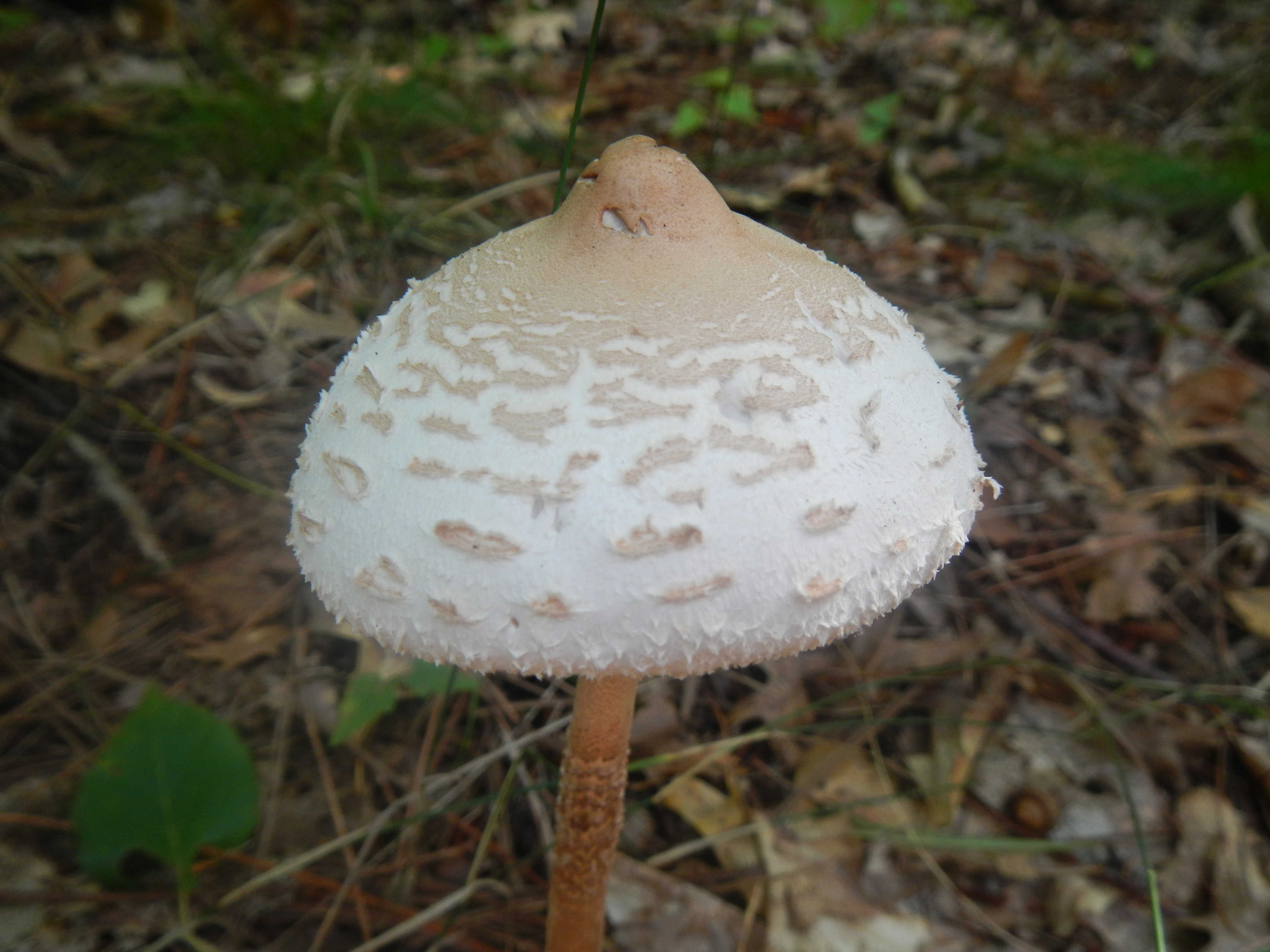 Lepiota procera, the Parasol Mushroom - this one is edible