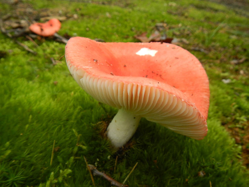 A pretty little Russula species on the way to the bass pond at Clark's Marsh