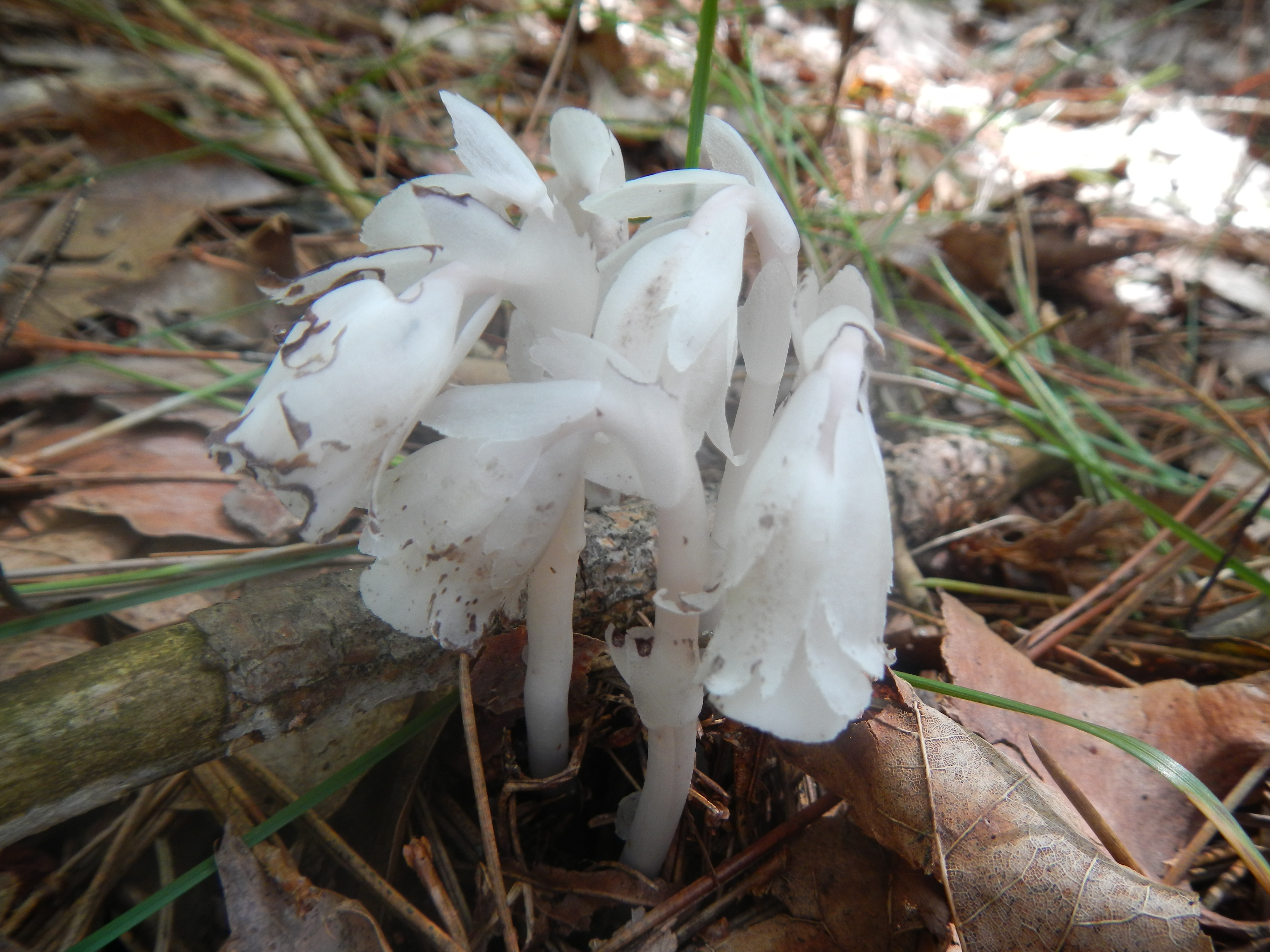 Indian-pipe, Monotropa uniflora - this is a non-photosynthetic plant that gets its nutrition from a fungus associated with it's roots