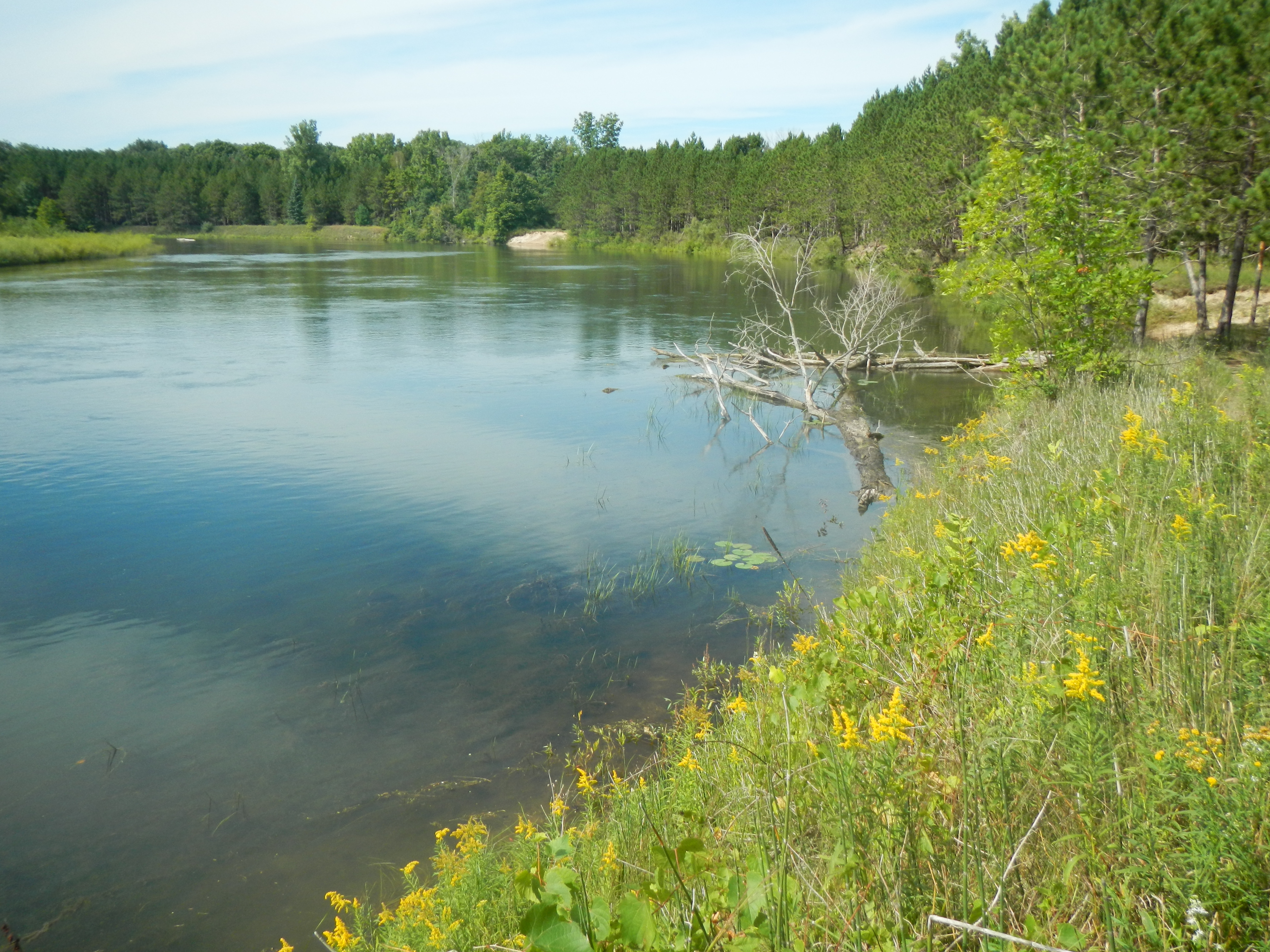 Goldenrods and aquatics along the banks of the Au Sable