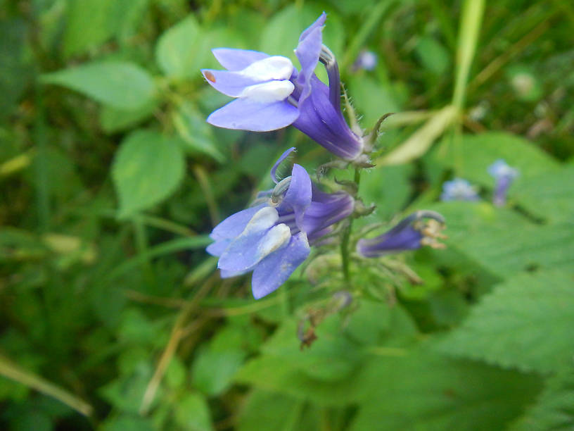 Great blue lobelia, Lobelia syphilitica (unfortunately name, once thought to cure syphilis, does not)