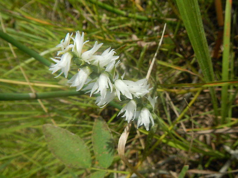 Gotta throw an orchid in there...ladies'-tresses, Spiranthes cernua
