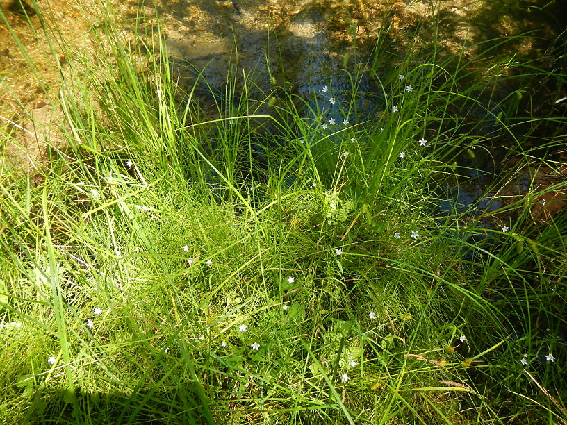 A fen plant, marsh harebell (Campanula aparinoides)