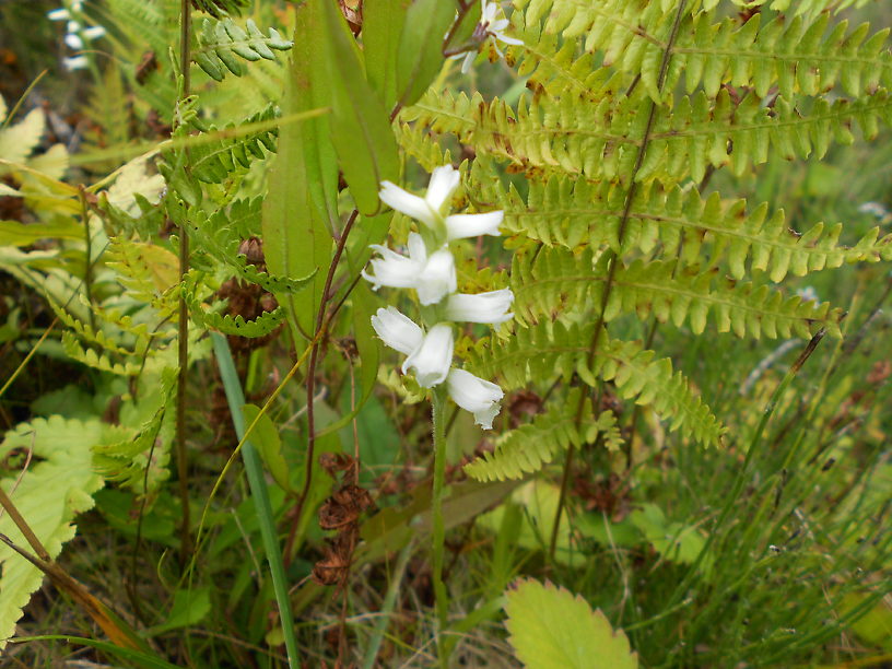 ...and even orchids!  Ladies'-tresses, Spiranthes cernua