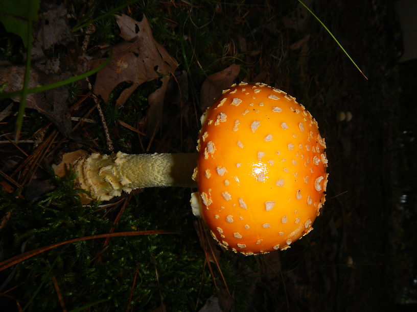 A gorgeous Amanita muscaria coming up next to my house