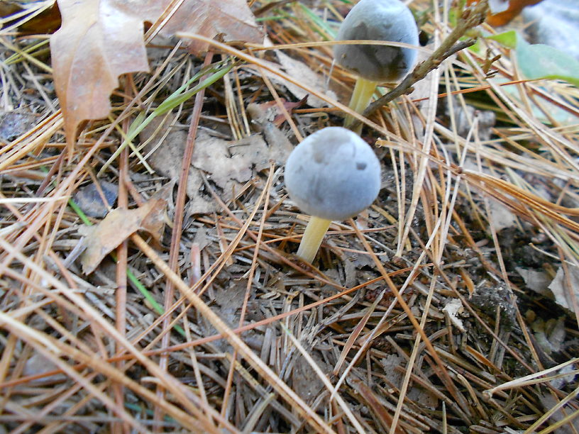 It started with blue mushrooms on my lawn...don't know what these are!