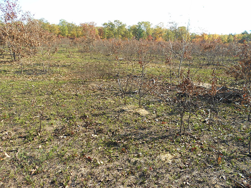 Last fall's controlled burn was revegetating nicely - should be amazing this spring