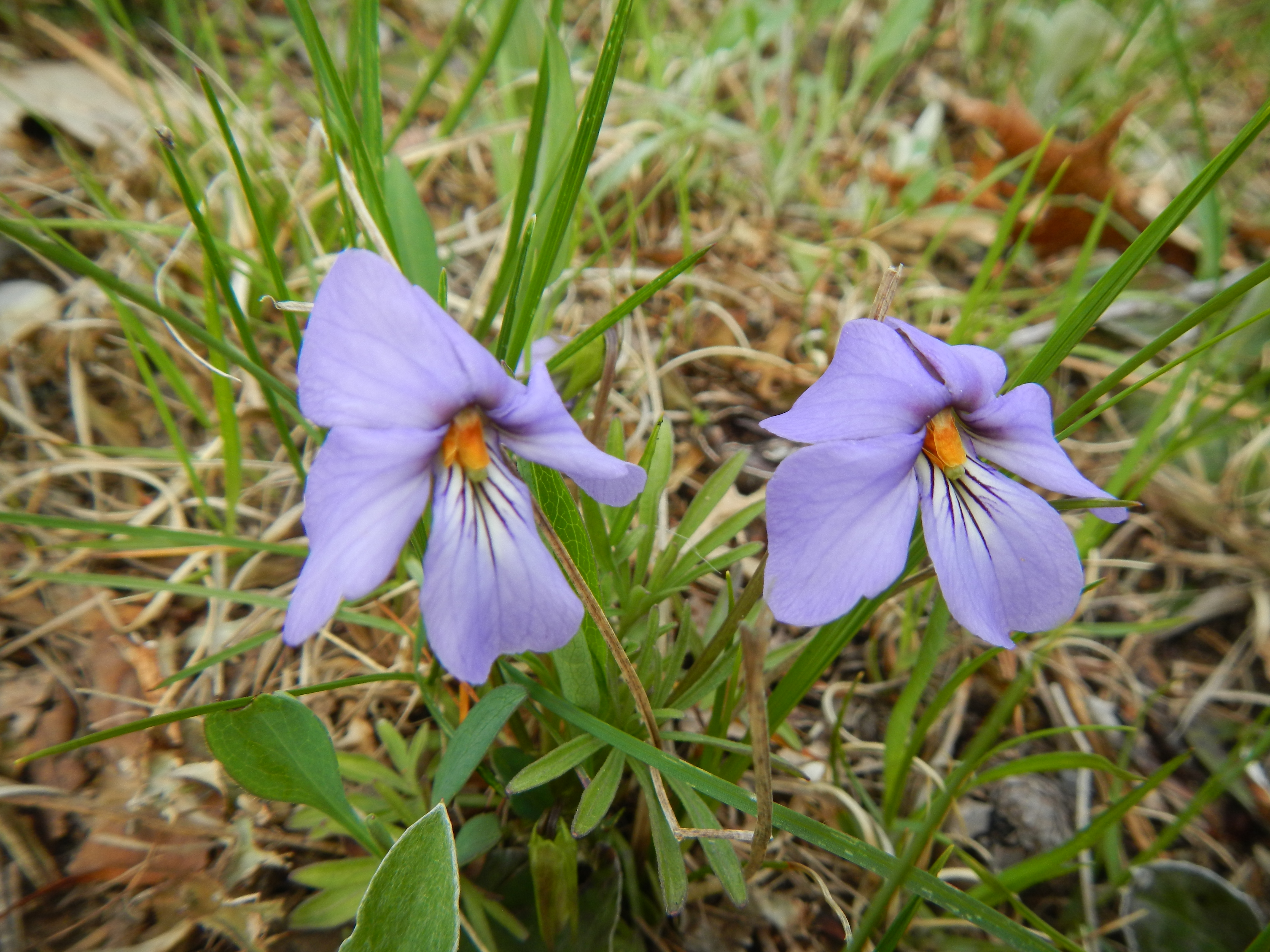 Birdsfoot violet (Viola pedata)