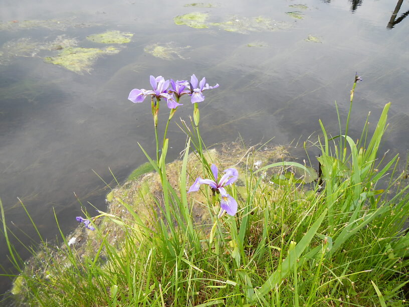 A beautiful place nevertheless, as these irises show...