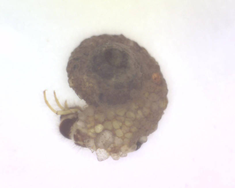 Helicopsychidae (Snail Case-Maker Caddisfly)
