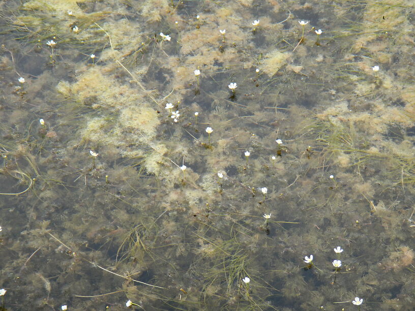 ...and even white water crowfoot (Ranunculus longirostris) in bloom!  Looks like milfoil until the little flowers poke up