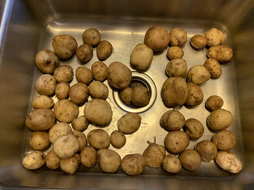 Gleaned from a field owned by Frito-Lay post-harvest, these were leftovers just laying all over the ground like stones!