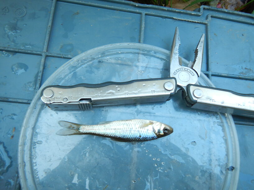 Bluntnose minnow (Pimephales notatus), most common fish in our samples