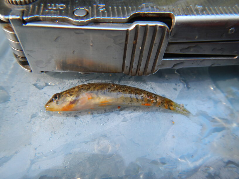 We caught 4 species of darters, this is probably an orangethroat darter, Etheostoma spectabile (the others were Johnny, fantail, and rainbow darters)